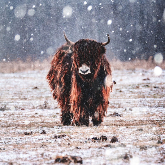 Tibetan Yak in Snow Photo
