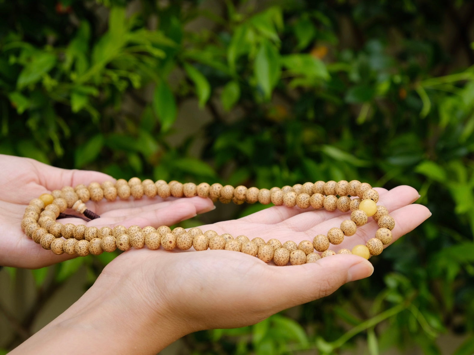 Lotus seed mala with amber spacers in palm